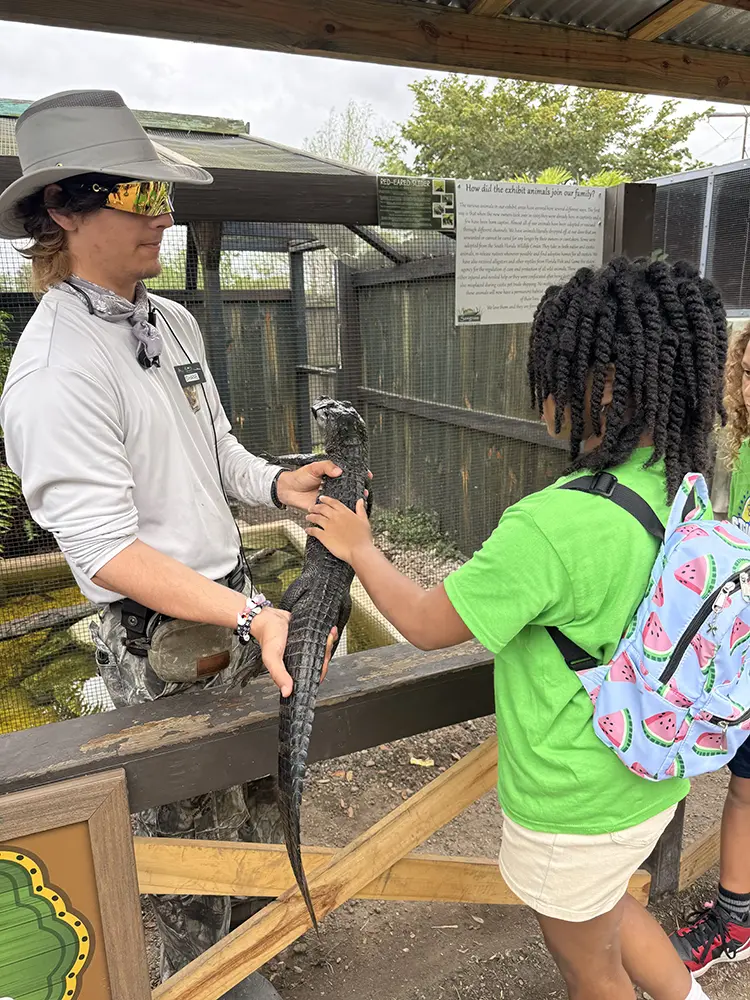 A Trained handler holding out a a baby alligator for a BGCBC Club member. The Club member is feeling the Baby alligator's back scales.
