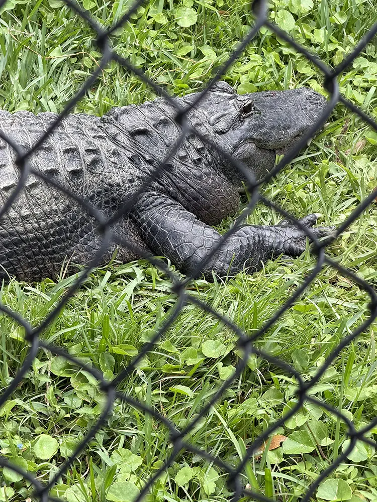 An alligator laying in grass behind a chainlink fence.